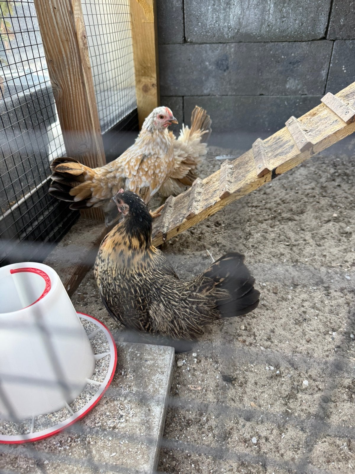 2 serama hennen, Dieren en Toebehoren, Pluimvee, Vrouwelijk, Kip