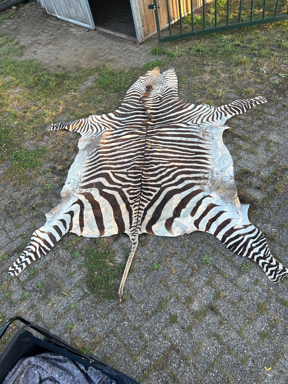 Prachtige Zebra Huid - Unieke Decoratie, Ophalen, Gebruikt