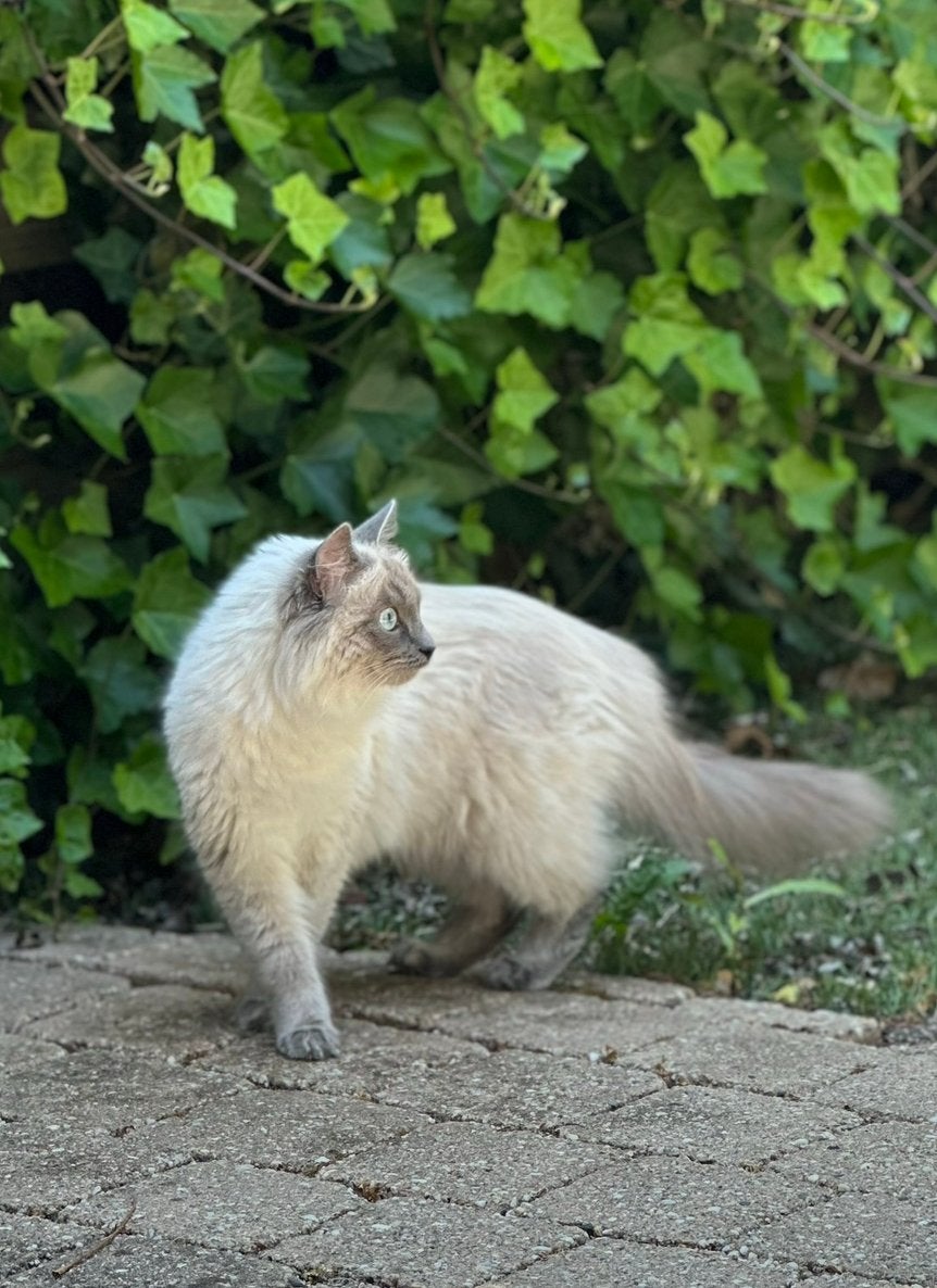 Prachtige Ragdoll Blue Mitted poes (2 jaar), Poes, Gechipt, 0 tot 2 jaar