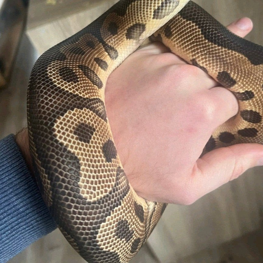 Koningspython Luipaard Clown Ruilen Ball Python photo 2