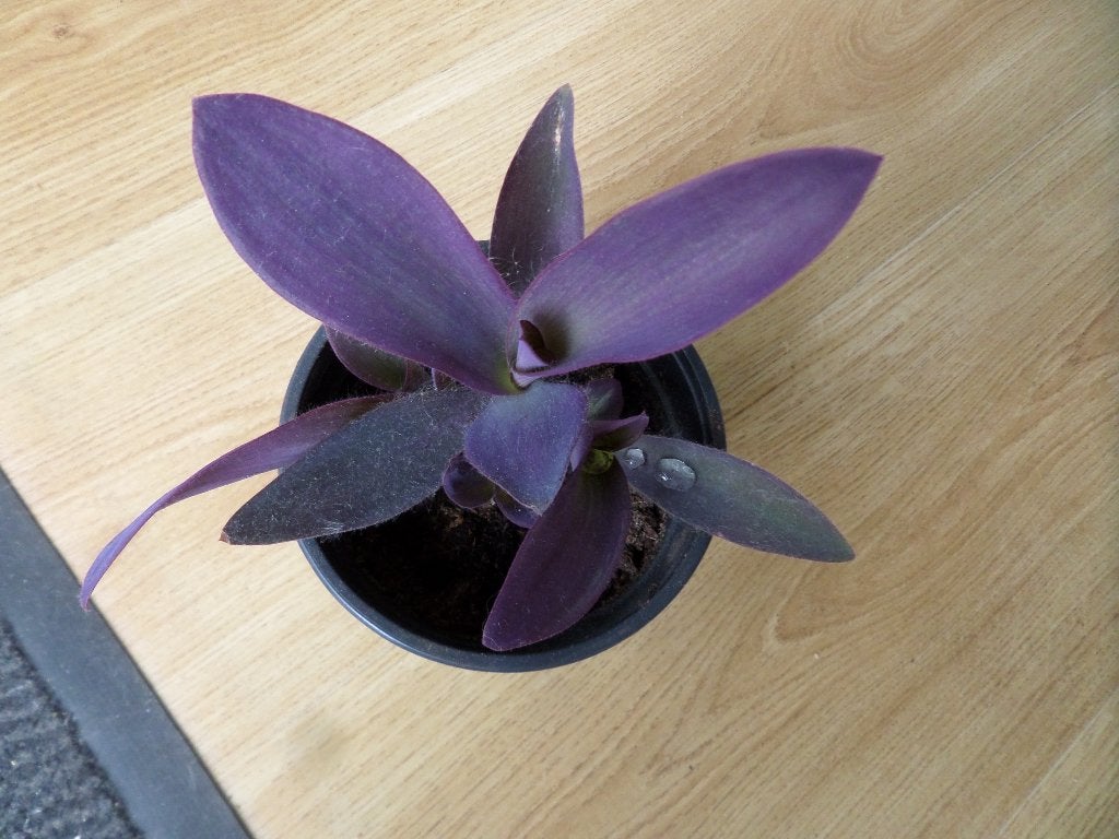 Tradescantia Pallida hangplant fluweelachtig dieppaars blad., Ophalen, Overige soorten, Volle zon, Minder dan 100 cm