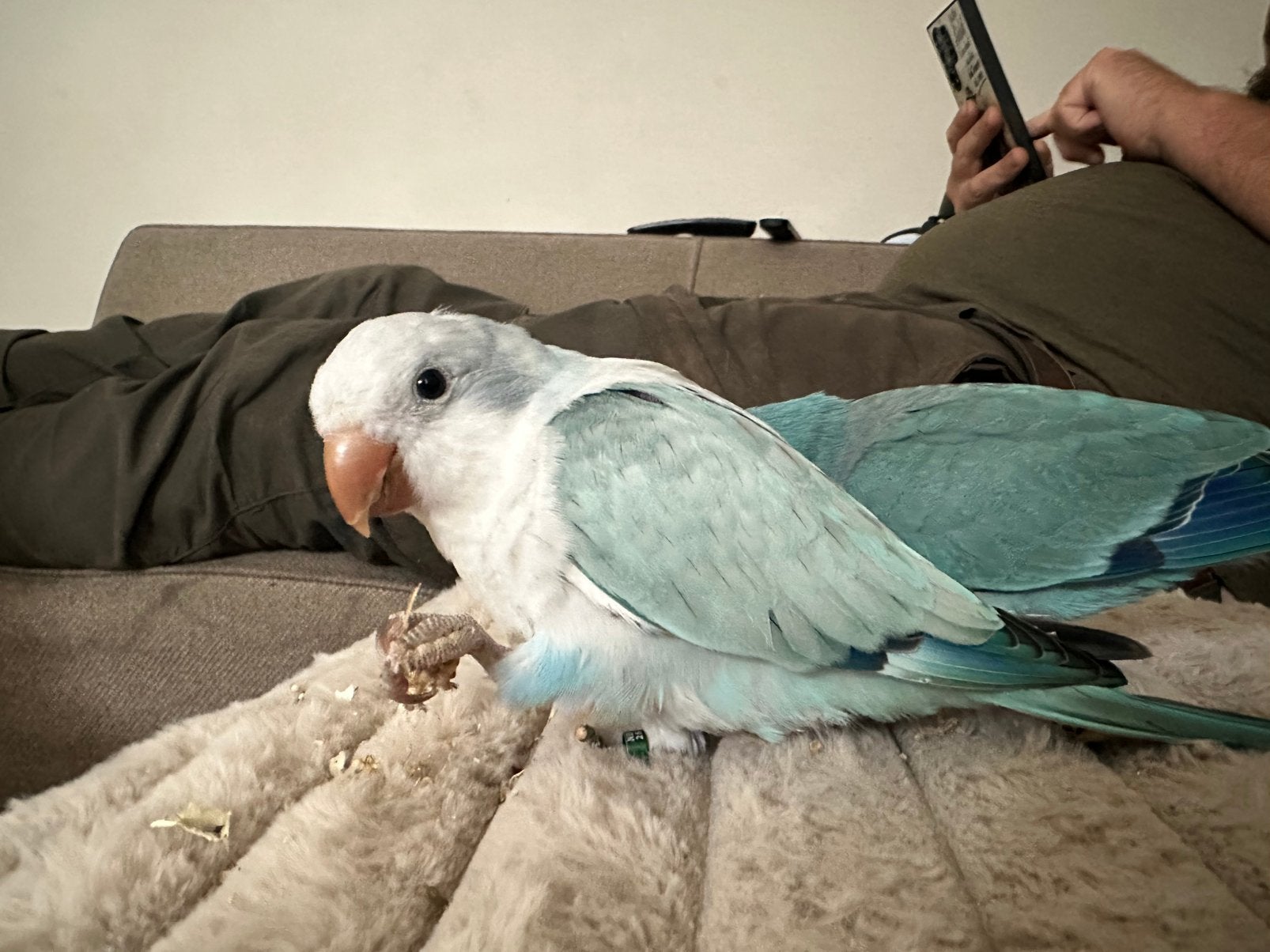 Muisparkiet van 2026 - Blue Opaline - Man, Mannelijk, Papegaai, Tam
