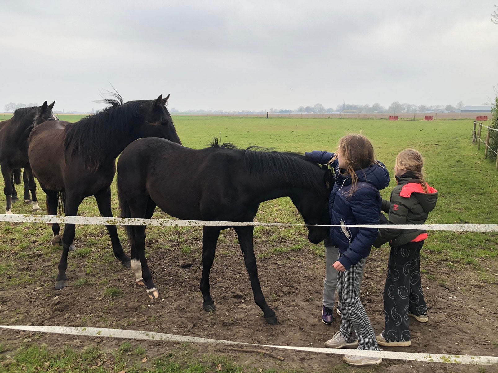 Verzorgpaardje gezocht, Dieren en Toebehoren, Paarden en Pony's | Verzorgingsproducten, Ophalen, Nieuw