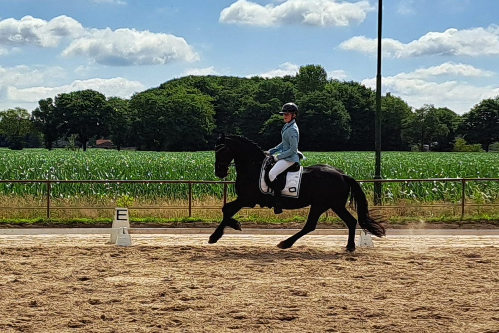 Super brave Friese merrie, Dieren en Toebehoren, Paarden, Merrie, Minder dan 160 cm, Met stamboom, L