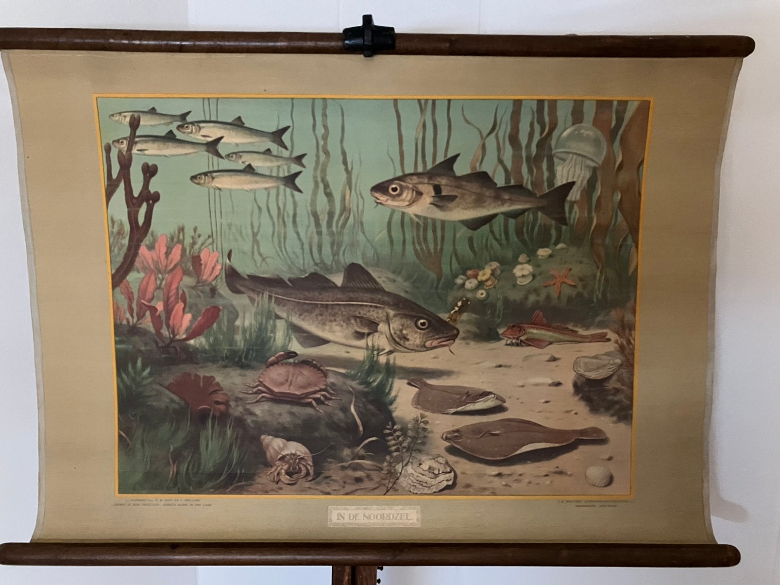 Schoolplaat in de Noordzee, Antiek en Kunst, Antiek | Schoolplaten, Ophalen of Verzenden, Natuur en Biologie