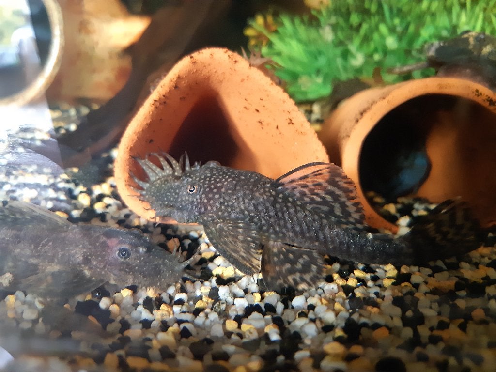 Koppel algeneters, Overige typen, Zoetwatervis