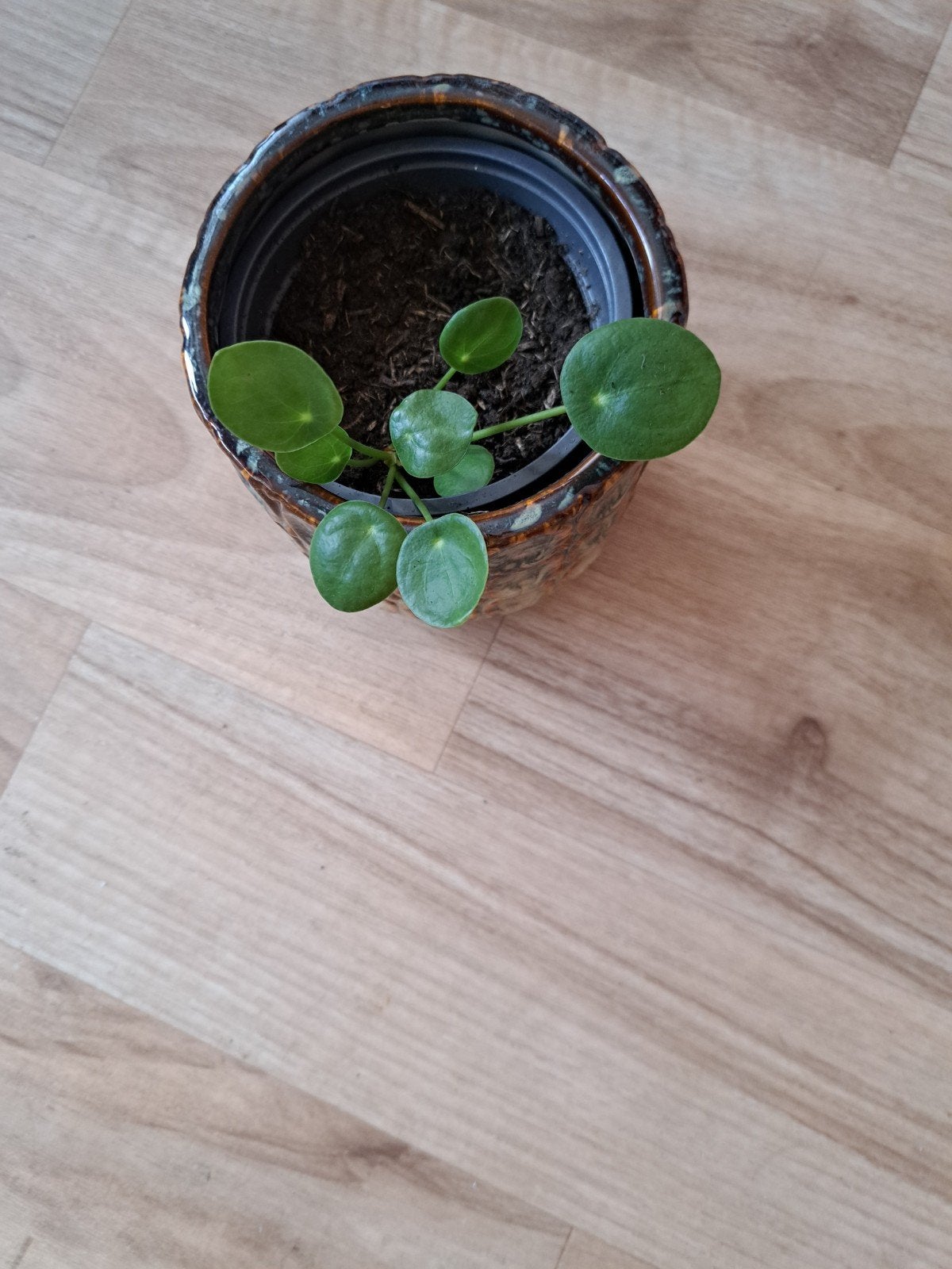 pannenkoekplantje, Ophalen, Halfschaduw, Minder dan 100 cm