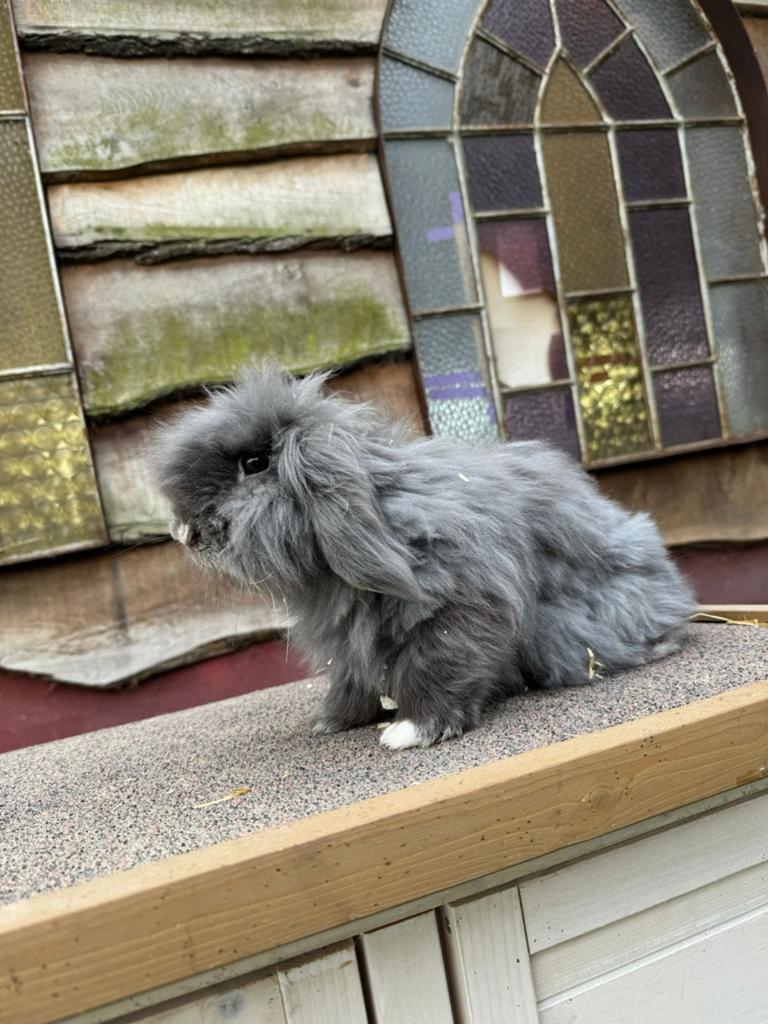 Teddy widder rammelaar, Dieren en Toebehoren, Konijnen, Mannelijk, Dwerg