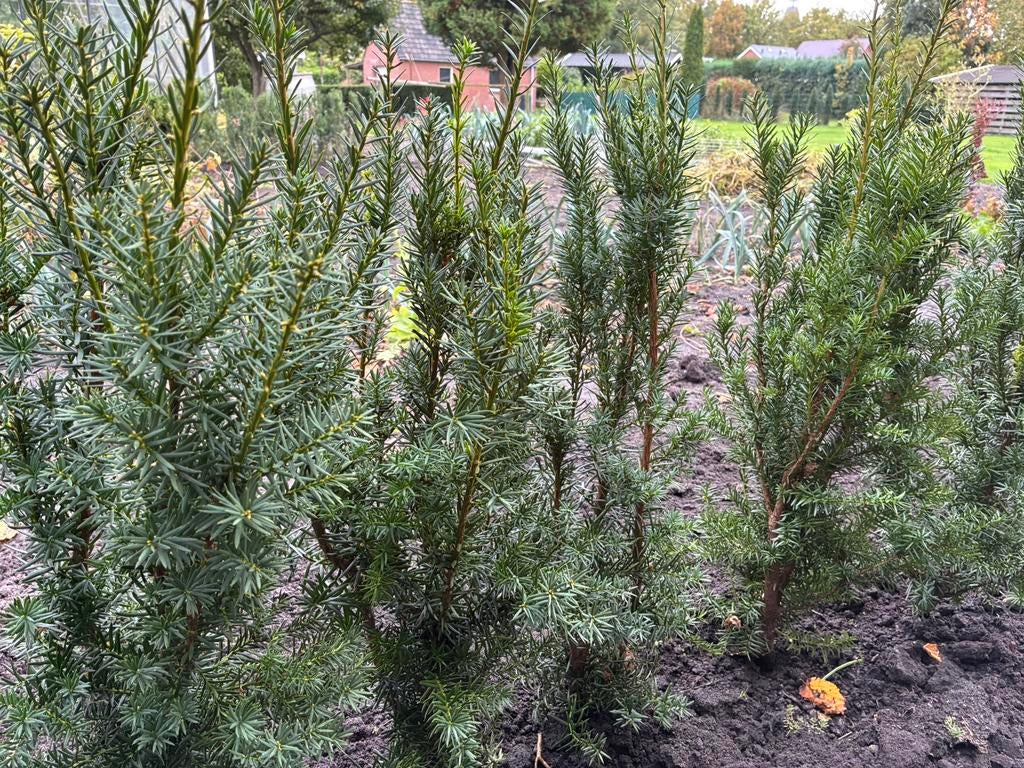 TAXUS BACCATA struiken, Tuin en Terras, Planten | Tuinplanten, Ophalen, Bloeit niet, Overige soorten, Volle zon