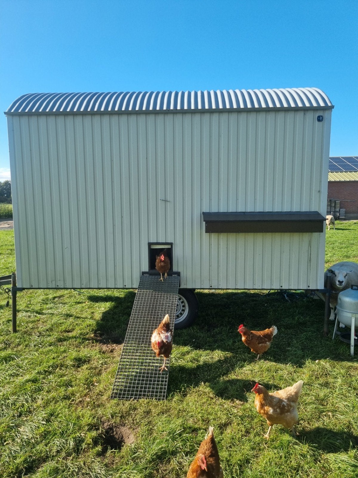 Kipcaravan, Dieren en Toebehoren, Pluimvee, Meerdere dieren, Kip