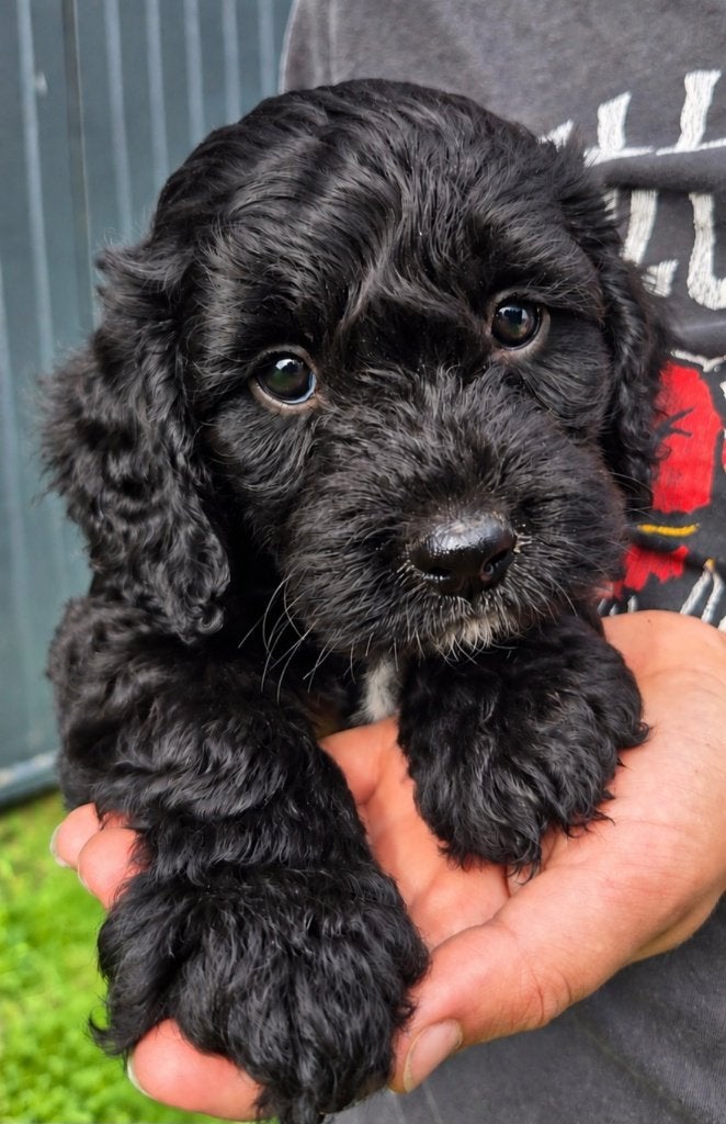 Cockapoo pups notk, Overige rassen, 8 tot 15 weken, Meerdere, Meerdere dieren