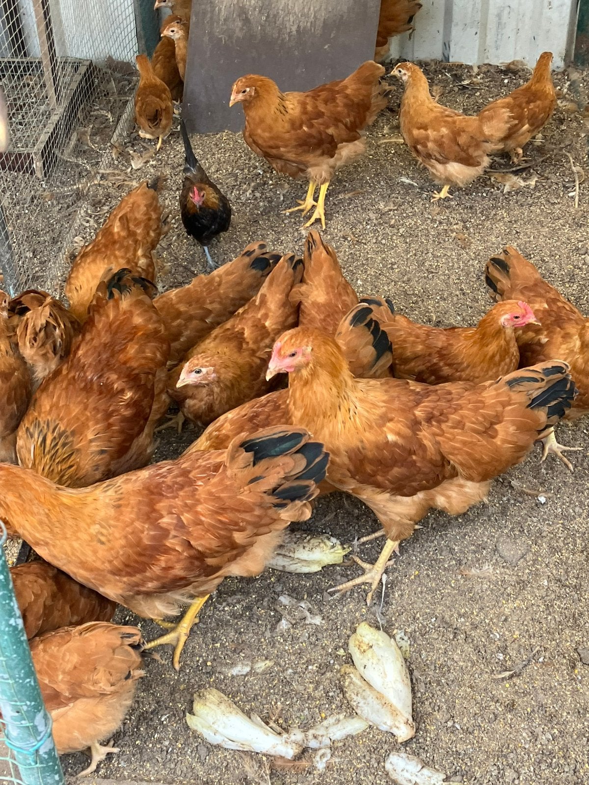 Jonge grote New Hampshire kippen, Dieren en Toebehoren, Pluimvee, Kip, Meerdere dieren