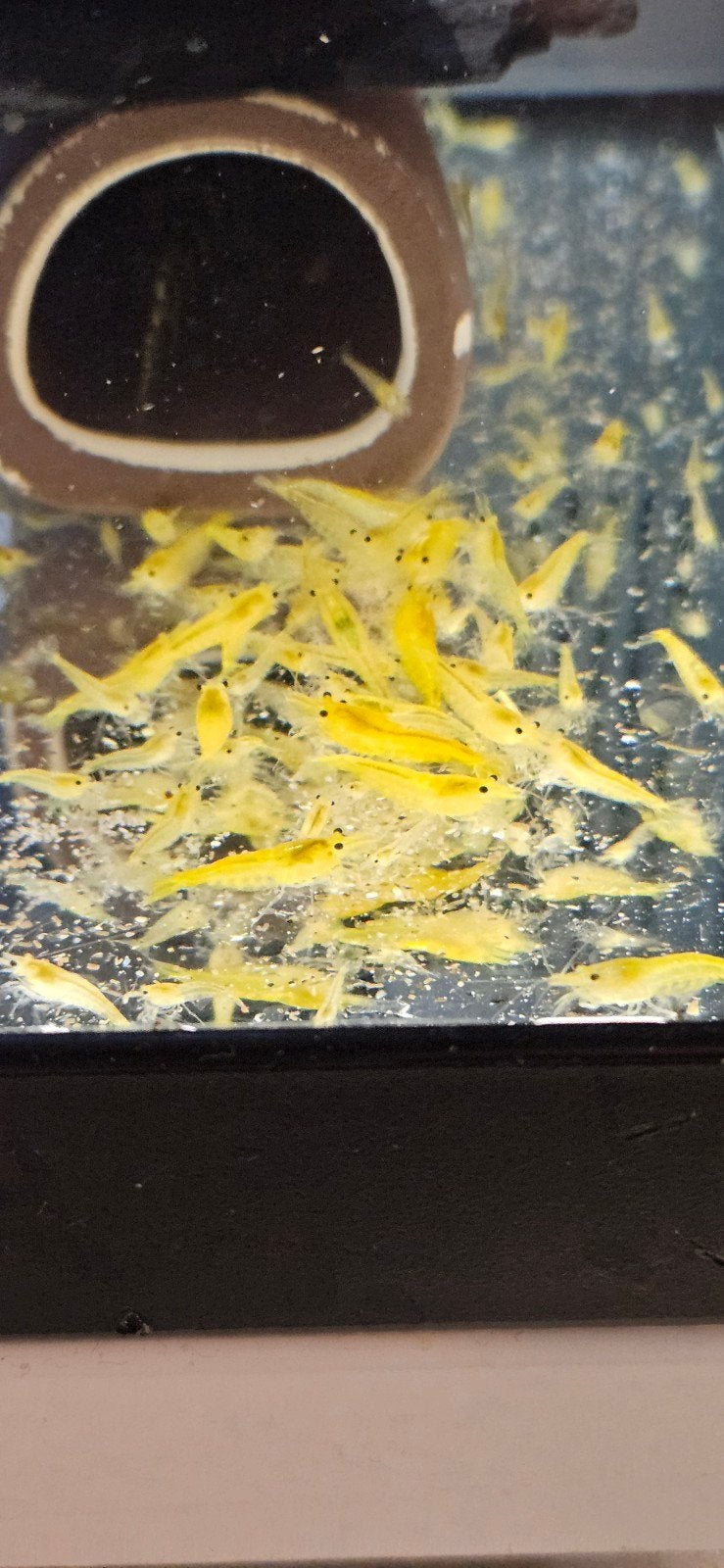 Yellow Fire Neocaridina garnalen, Kreeft, Krab of Garnaal, Zoetwatervis