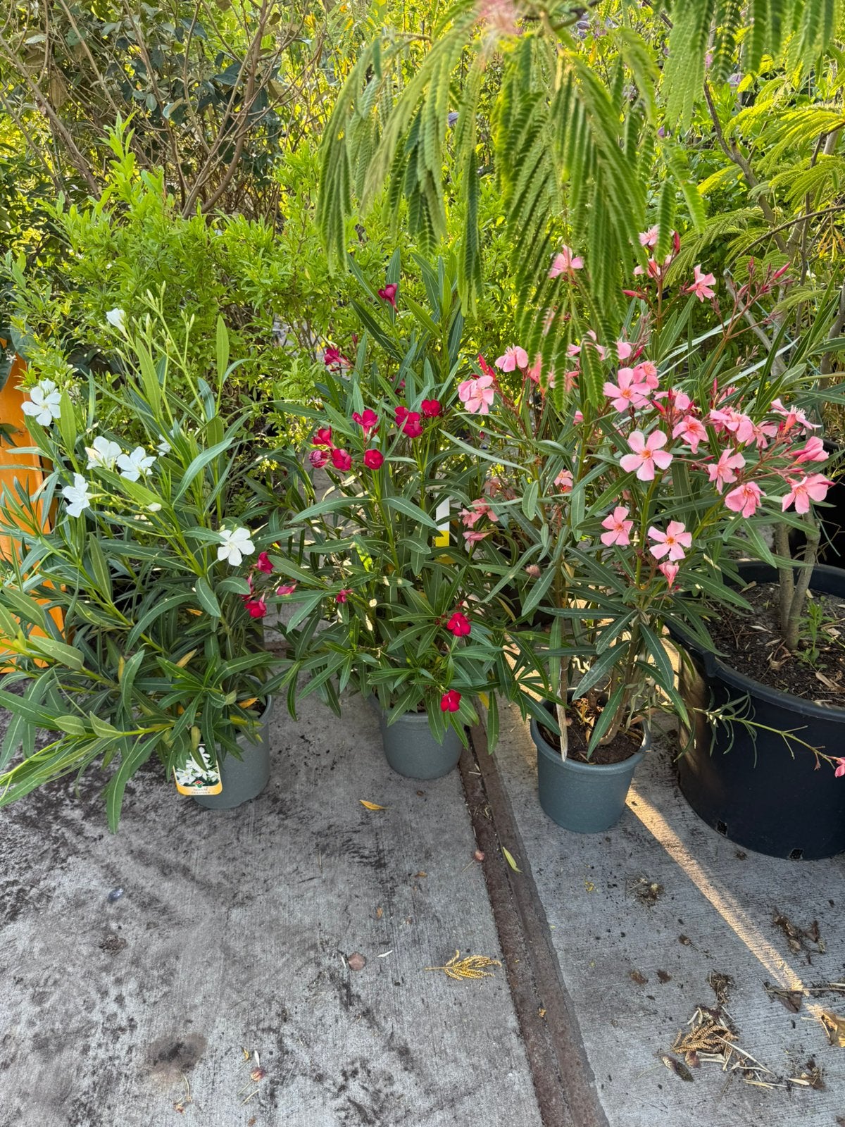 Oleanders gezien op vakantie 5 l 80/100 hoog stunt 10,-, Volle zon, Vaste plant, Zomer, Ophalen