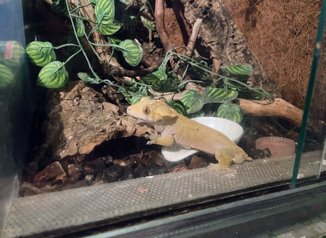 Wimpergekko mannetje 5 jaar + terrarium, Dieren en Toebehoren, Reptielen en Amfibieën, Overige soorten, Met terrarium, 3 tot 6 jaar
