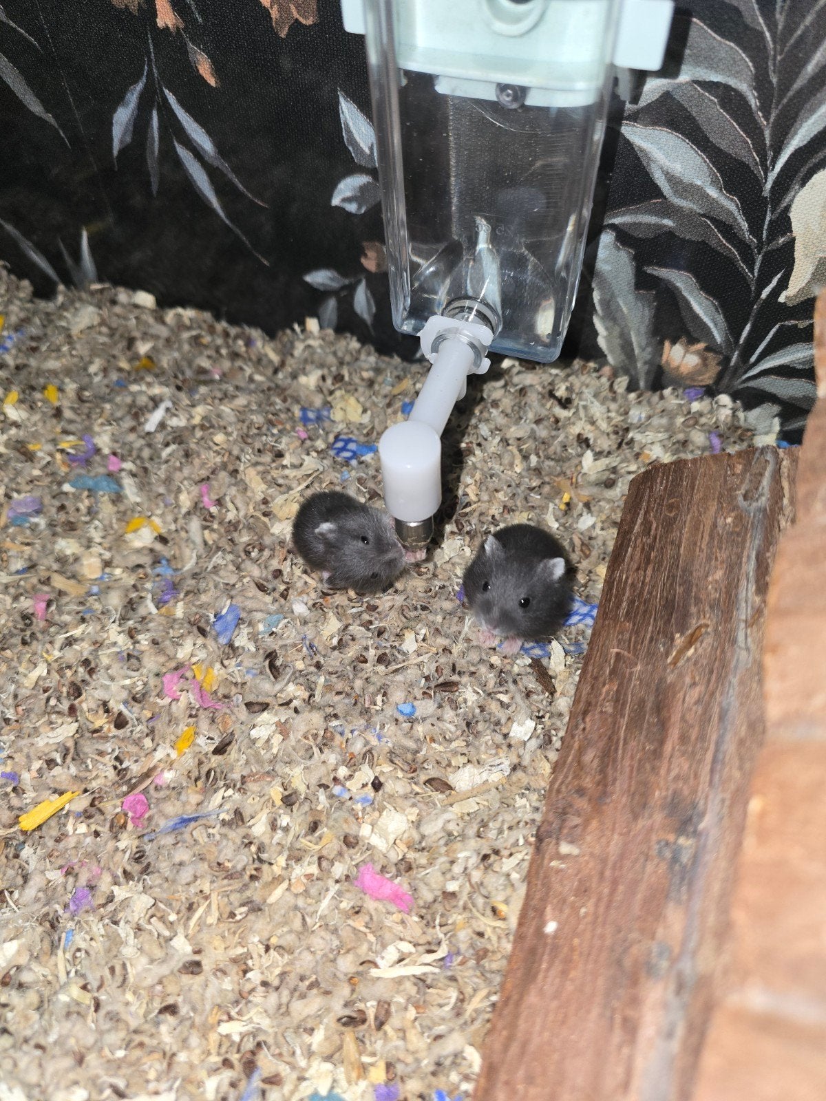 Jonge dwerghamsters, Juli, Meerdere dieren, Hamster