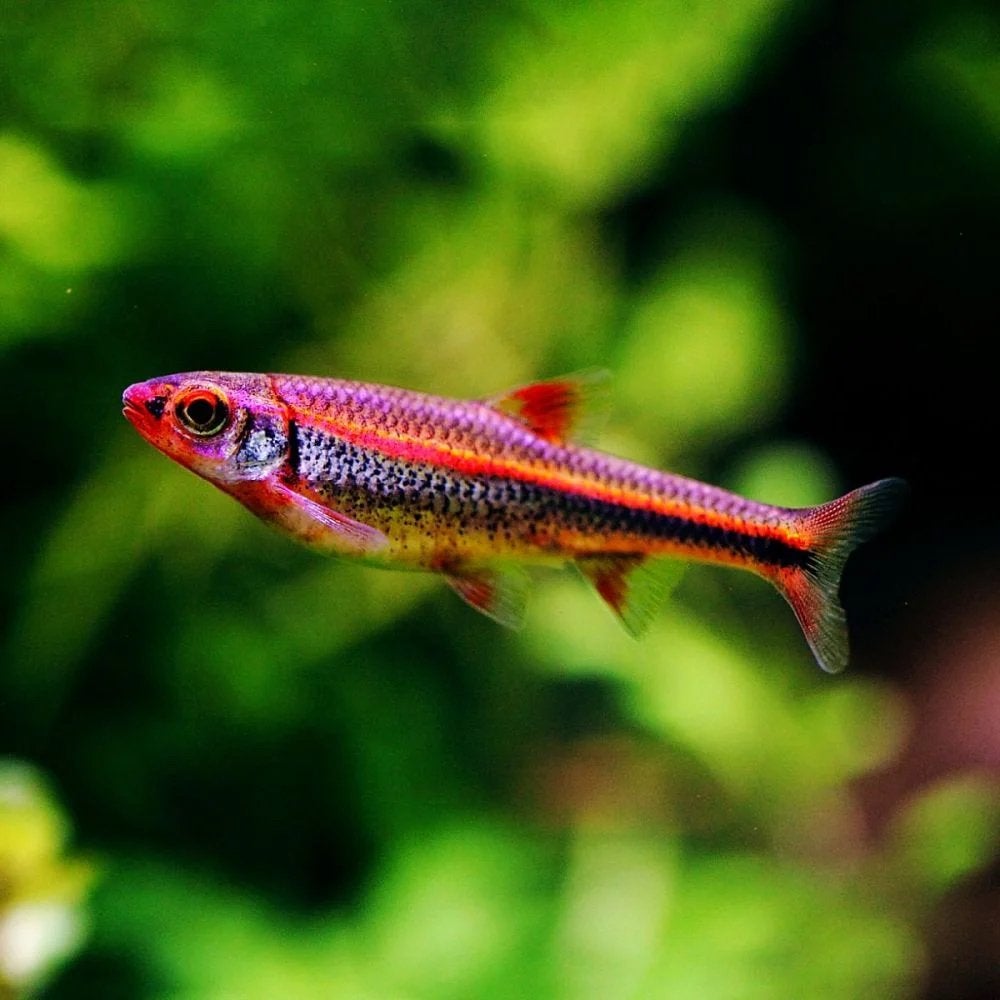 Rainbow shiners, Dieren en Toebehoren, Vis