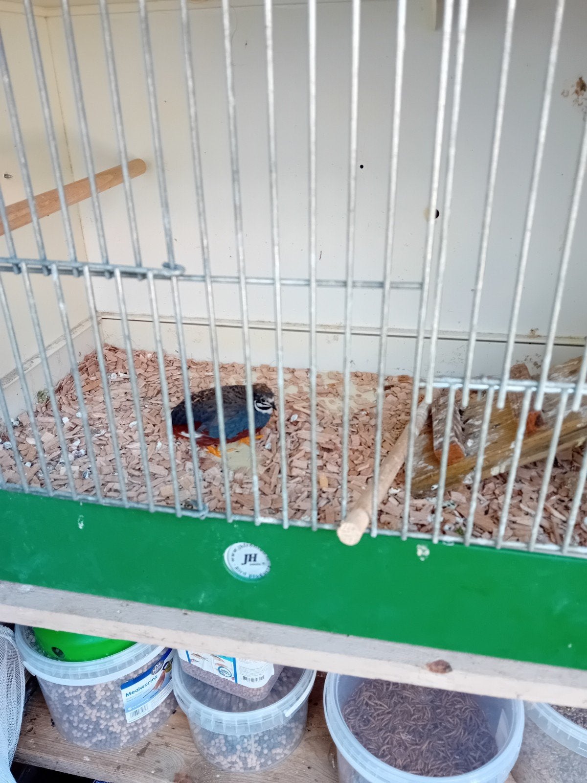 Kwartels, Meerdere dieren