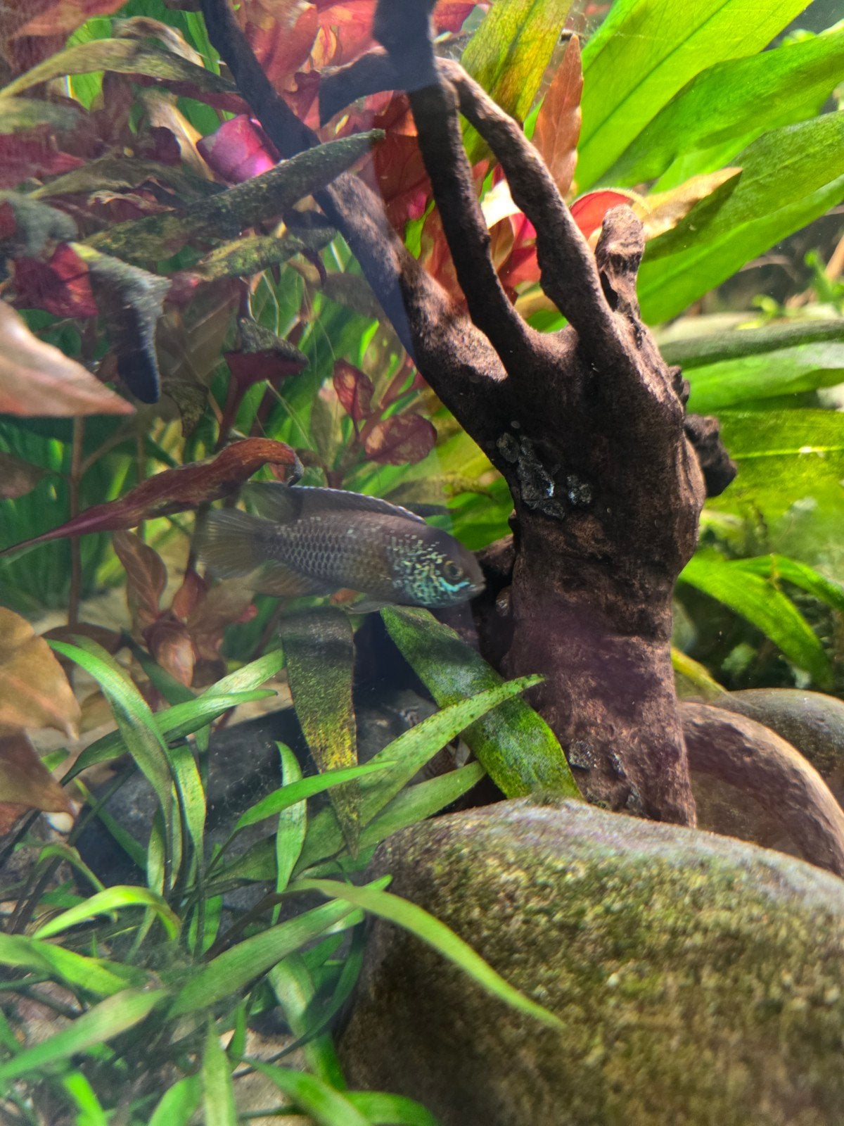 Aquarium vissen te koop alles moet weg, Dieren en Toebehoren, Vissen | Aquariumvissen, Vis, Zoetwatervis