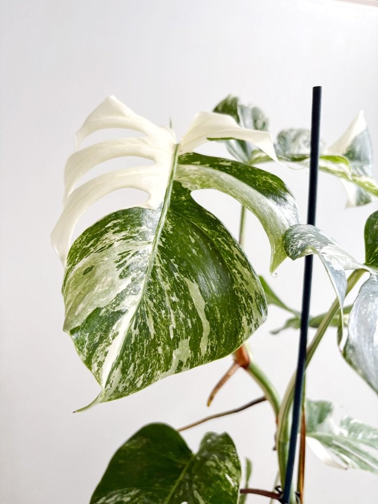 Monstera Albo Variegata stekje, Ophalen of Verzenden, Halfschaduw, Minder dan 100 cm