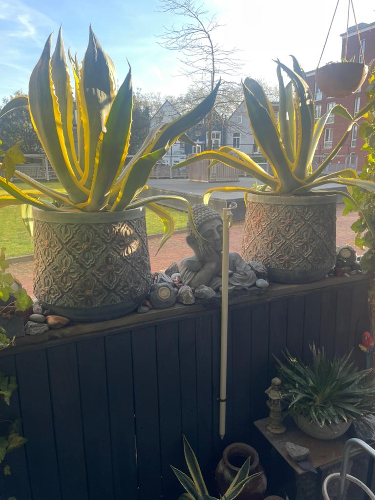 2 Grote bonte Agaves in prachtige potten, Ophalen, Bloeit niet, Overige soorten, Volle zon