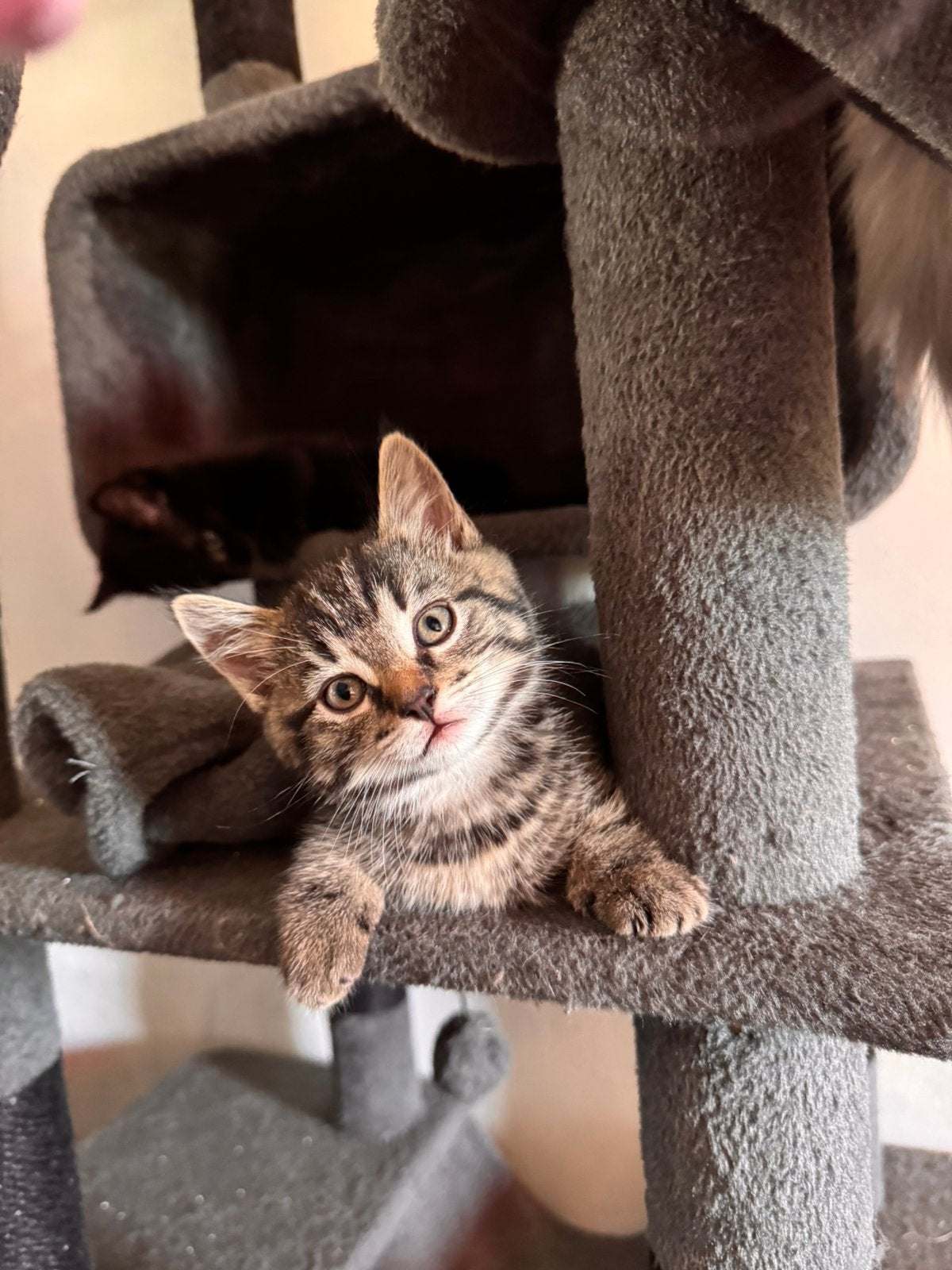 Halve maine coon kittens, Dieren en Toebehoren, Katten en Kittens | Raskatten | Langhaar, Meerdere dieren, Ontwormd, 0 tot 2 jaar
