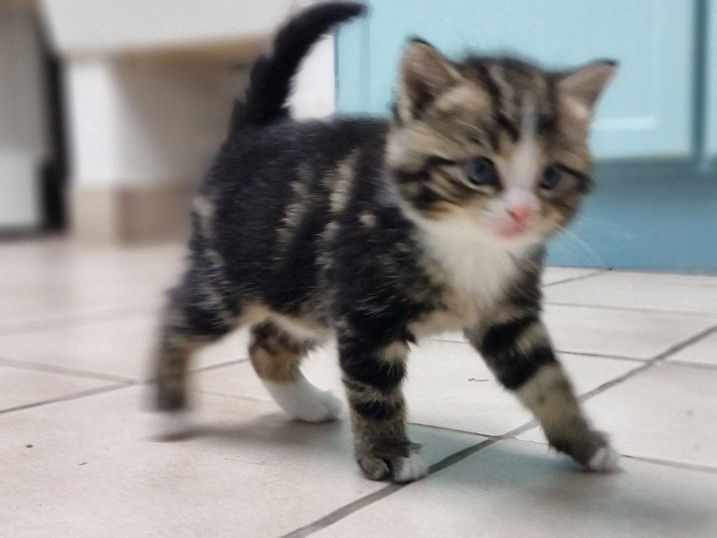Kittens, Dieren en Toebehoren, Meerdere dieren, Ontwormd