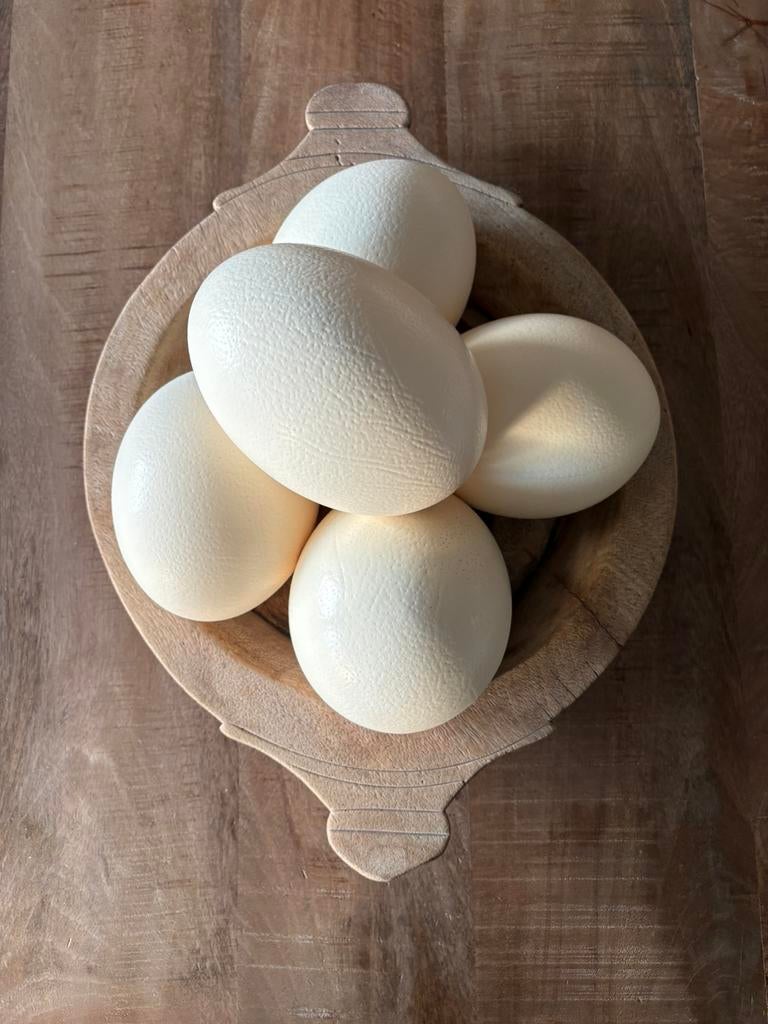 5 x originele struisvogel eieren, Ophalen of Verzenden, Zo goed als nieuw