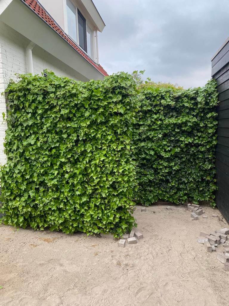 Gaasscherm met klimop (2 stuks), Ophalen, Overige soorten, 100 tot 250 cm