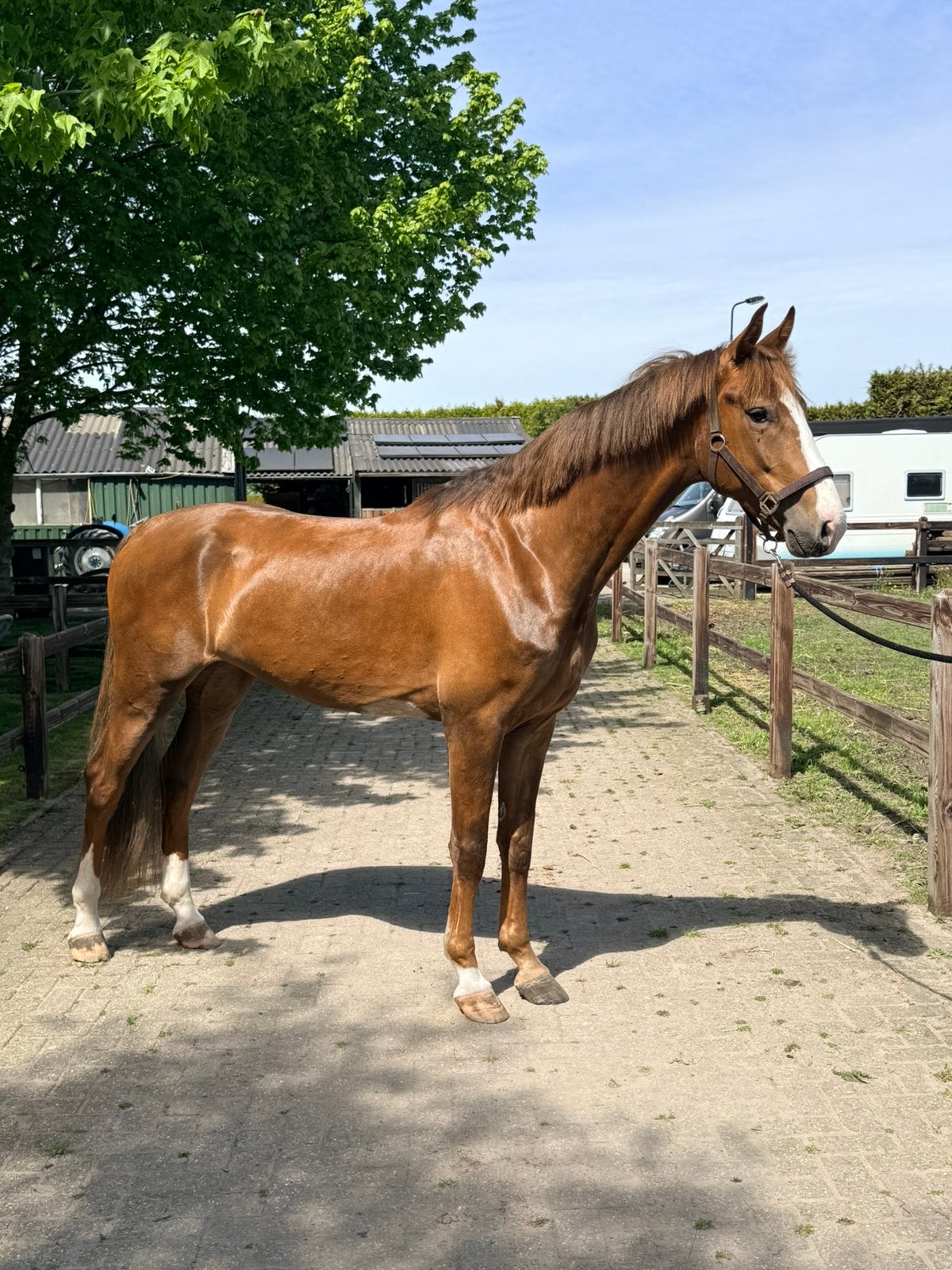 Te koop 4 Jarige Tuigpaard Ruin, Ruin, Dressuurpaard, 3 tot 6 jaar