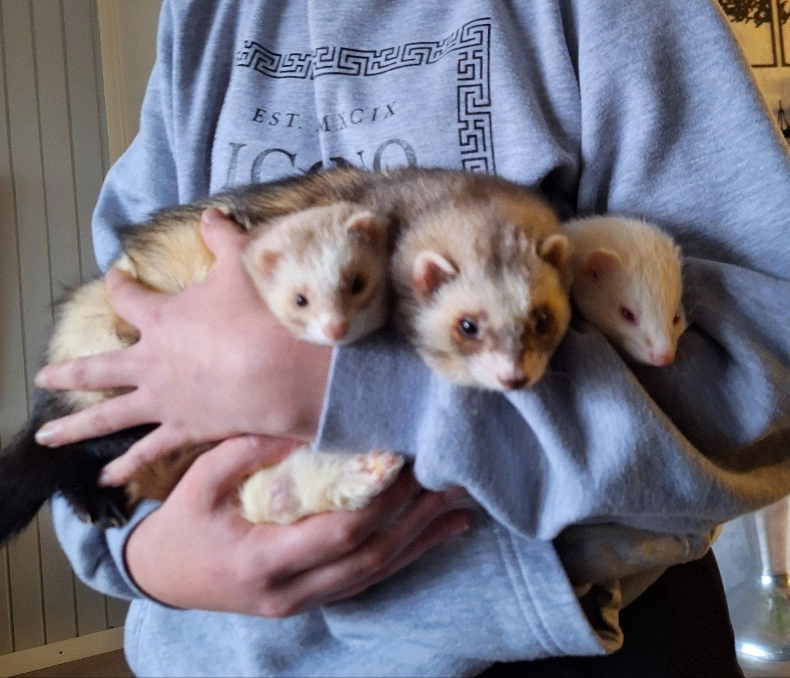 3  hele lieve mannelijke fretjes gecastereerd, Dieren en Toebehoren, Overige Dieren, Juni, Mannelijk