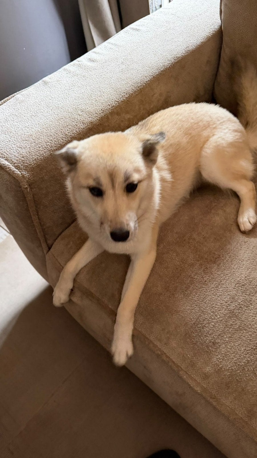 pomsky pup, Dieren en Toebehoren, 15 weken tot 1 jaar, Teef, Eén hond, Klein