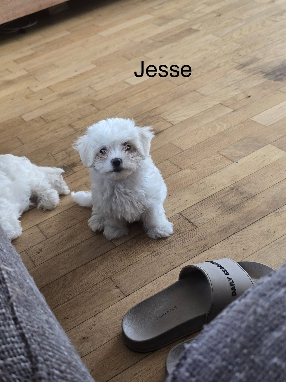 Adorable Maltese Puppies Looking for Loving Homes!, Parvo, Maltezer, 15 weken tot 1 jaar, Meerdere