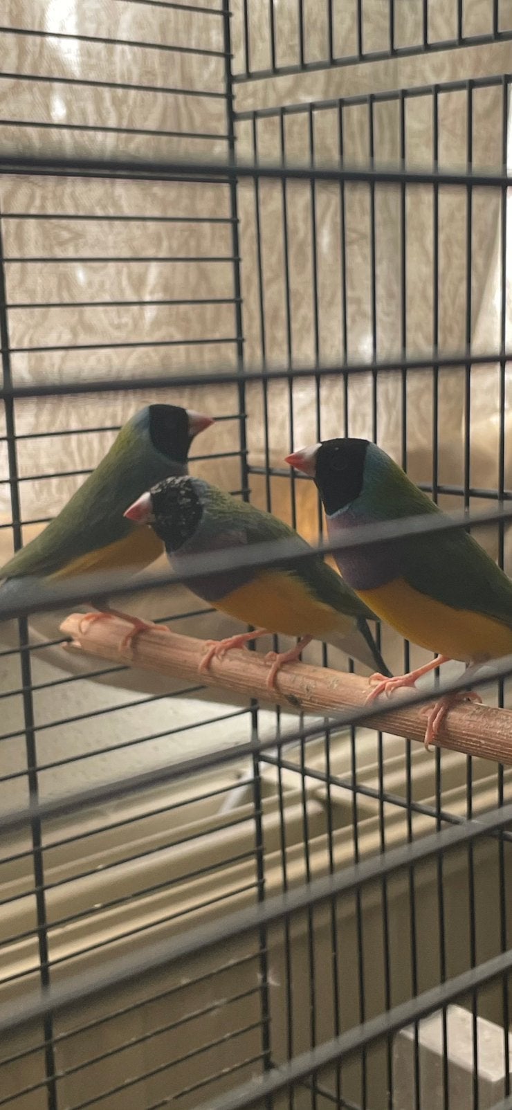 Gouldamadines mannetjes, Mannelijk, Tropenvogel
