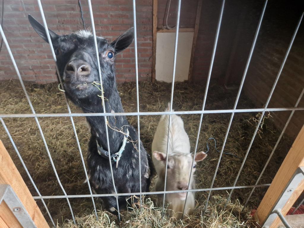 Goed plekje gezocht voor een hoornloze  geitje en bokje., Dieren en Toebehoren, Konijnen, Mannelijk, Dwerg, 6 tot 8 jaar