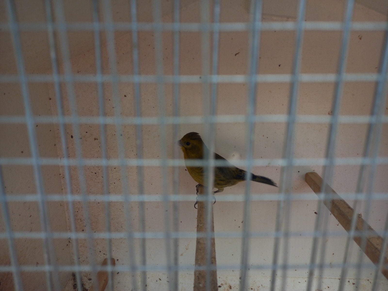 Baardsijs maal putter, Mannelijk, Wildzangvogel