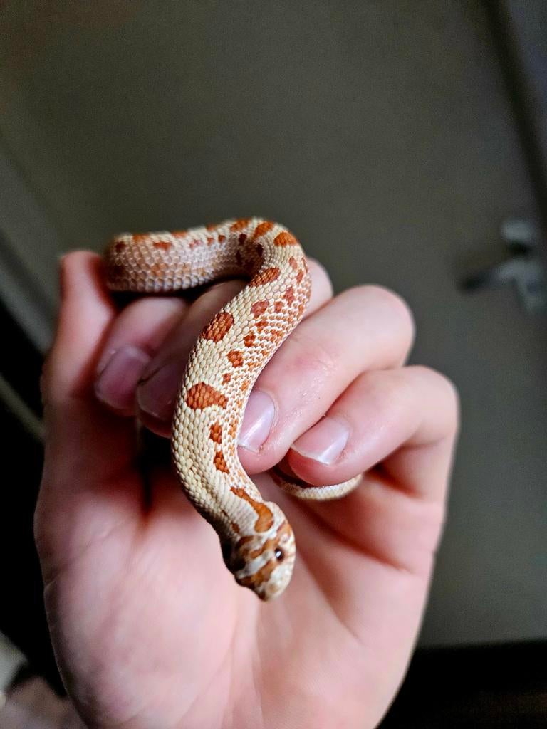Haakneusslang Heterodon Nasicus, Slang, 0 tot 2 jaar