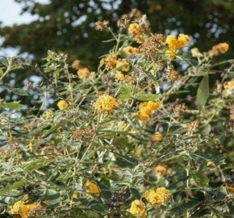 GEZOCHT; stek van de buddleja sungold, Tuin en Terras, Ophalen, Overige soorten, Volle zon