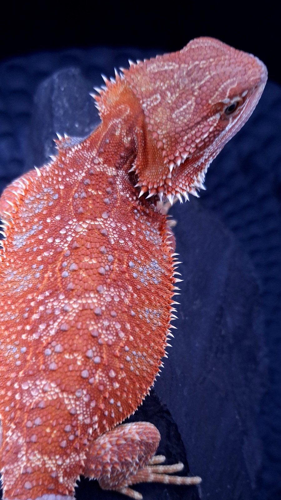 50% Red Monster Hypo Blue Bar het. Trans baardagaam Vrouw, Dieren en Toebehoren, Hagedis, 0 tot 2 jaar