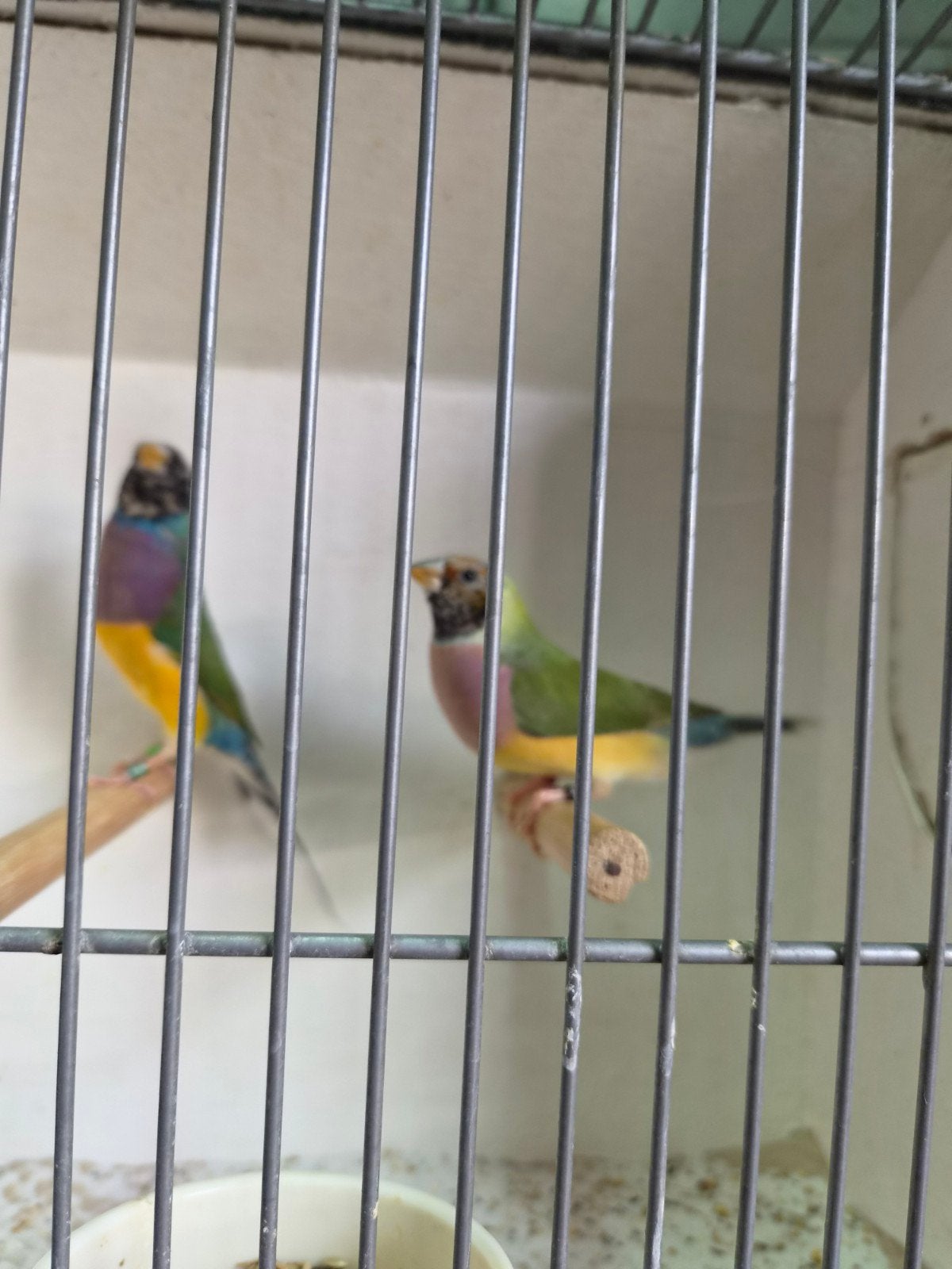 koppel gouldamadines, Dieren en Toebehoren, Meerdere dieren, Tropenvogel, Geringd