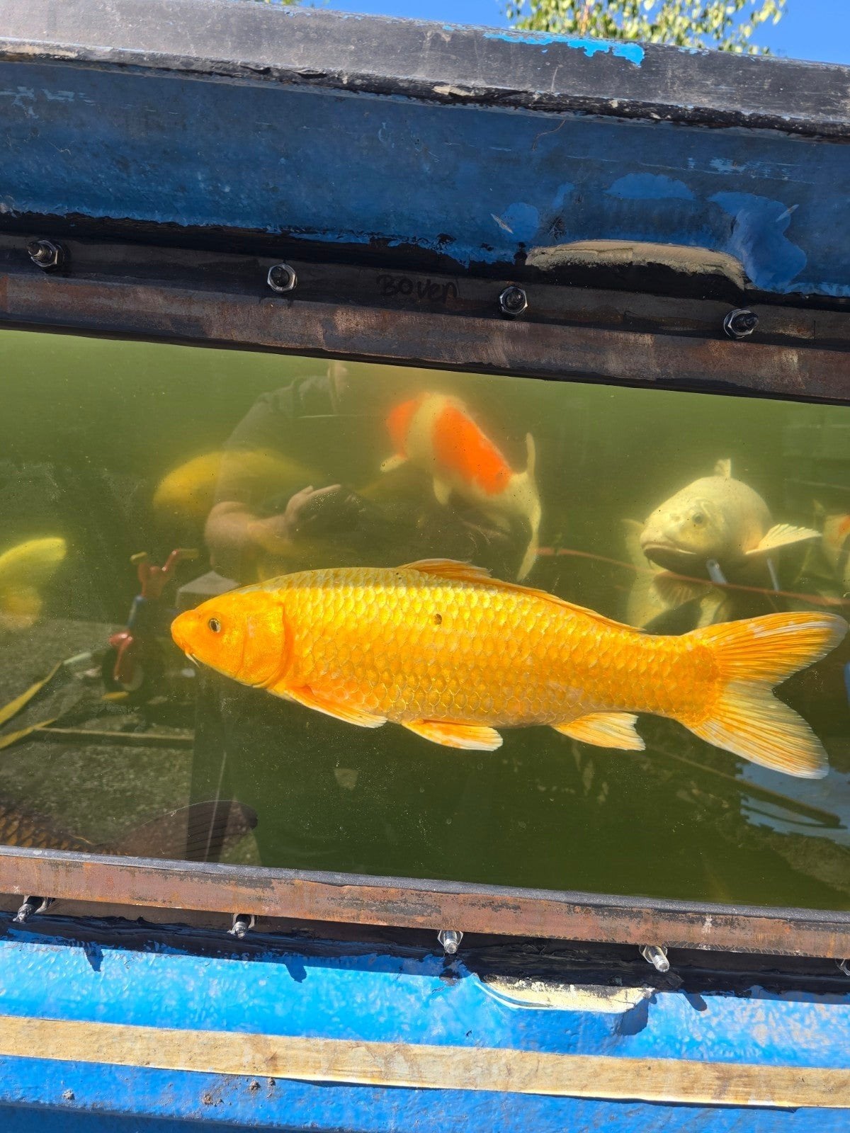 mooie koi 51cm, Karper of Koi