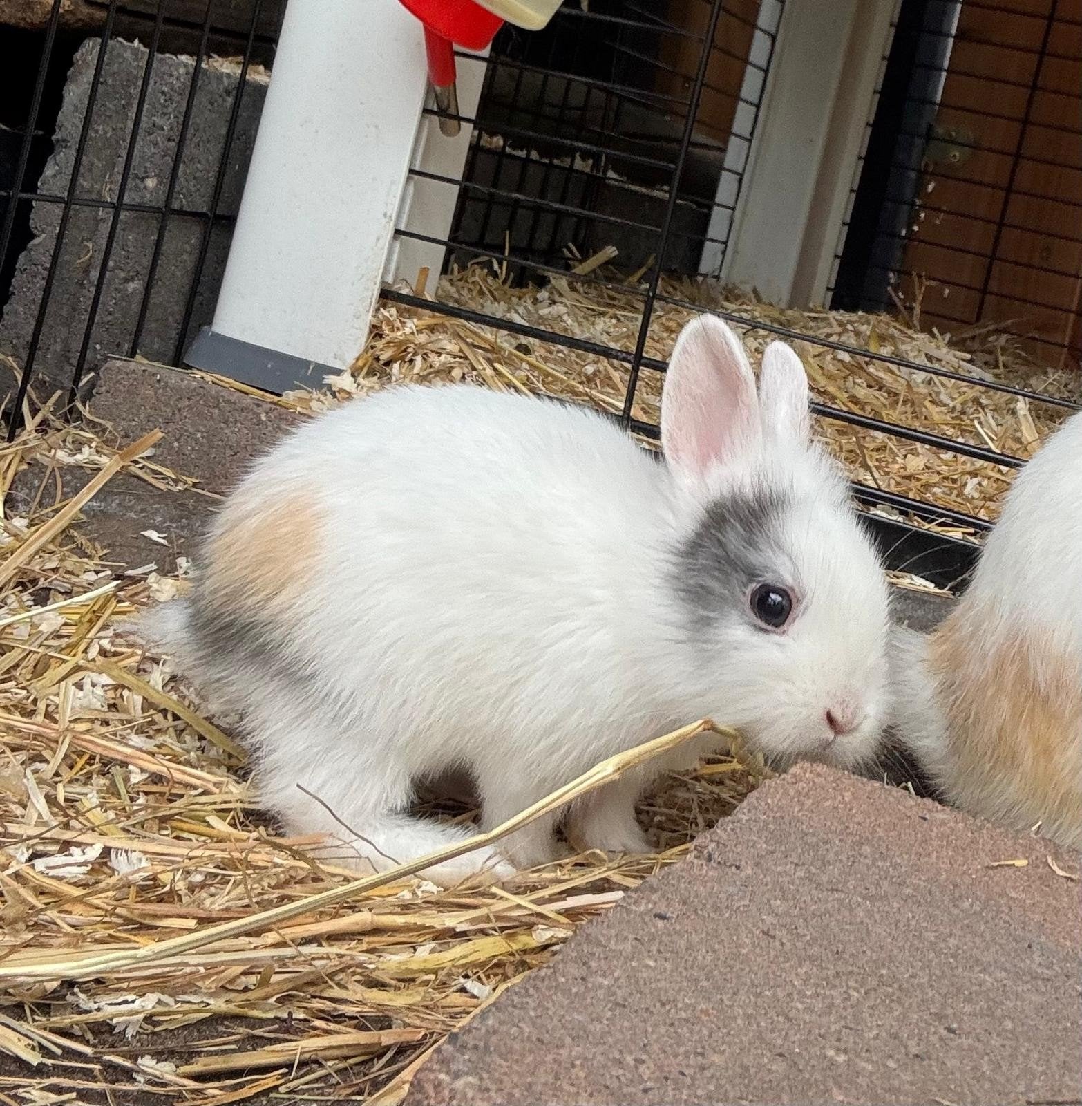 baby Leeuwenkop konijntjes - 1 konijn nog over, Dieren en Toebehoren, Meerdere dieren, Dwerg, Hangoor, 0 tot 2 jaar