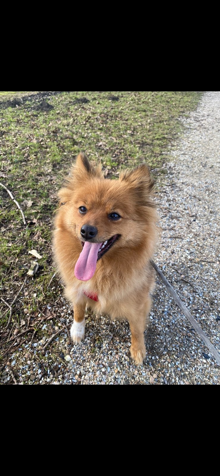 Pomeriaan x dwergkees teefje 1,5 jaar fox, Keeshond, 1 tot 2 jaar, Teef, Parvo