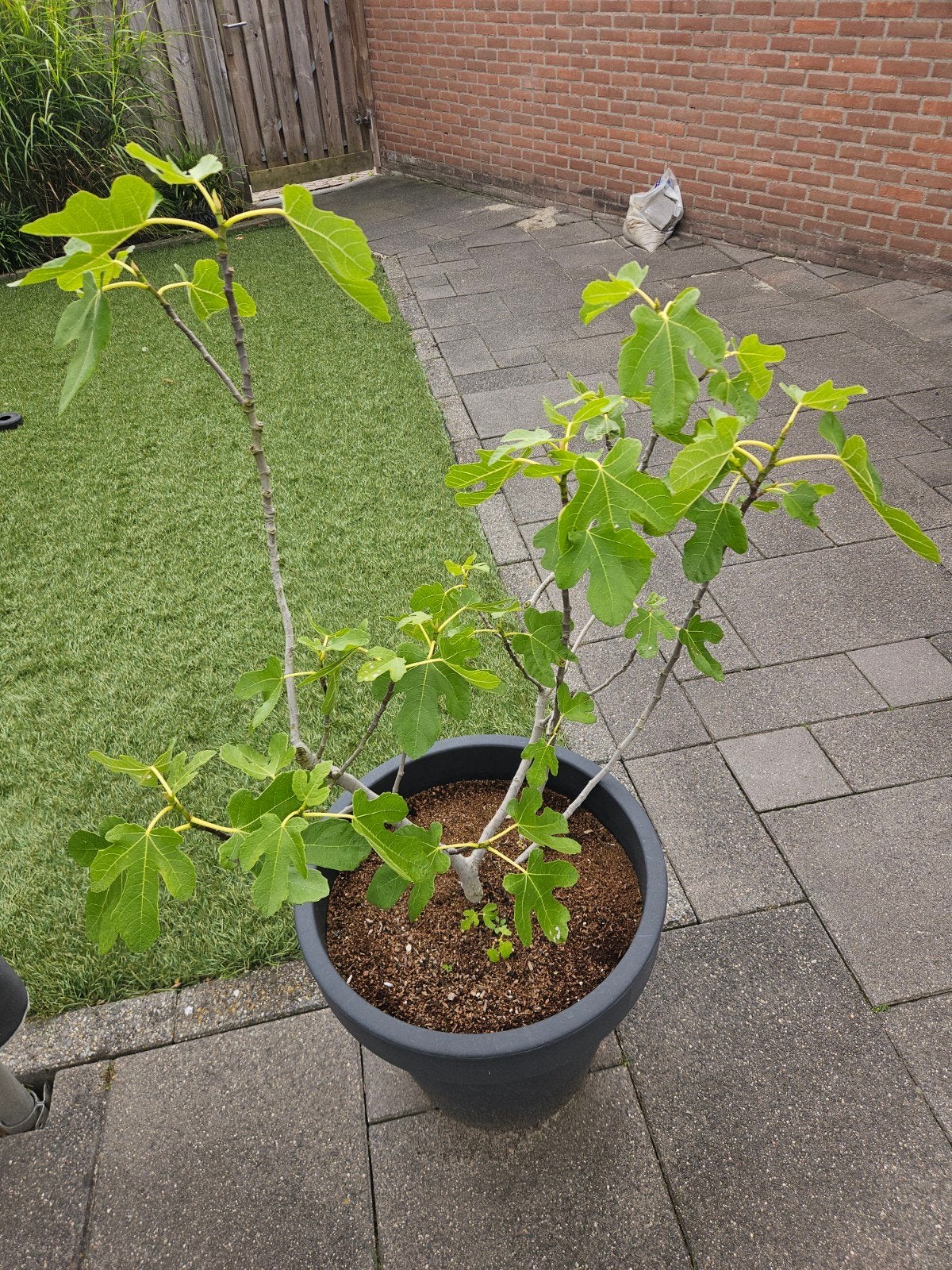 vijgenboom, Tuin en Terras, Planten | Bomen, Bloeit niet, Overige soorten, 100 tot 250 cm, Ophalen