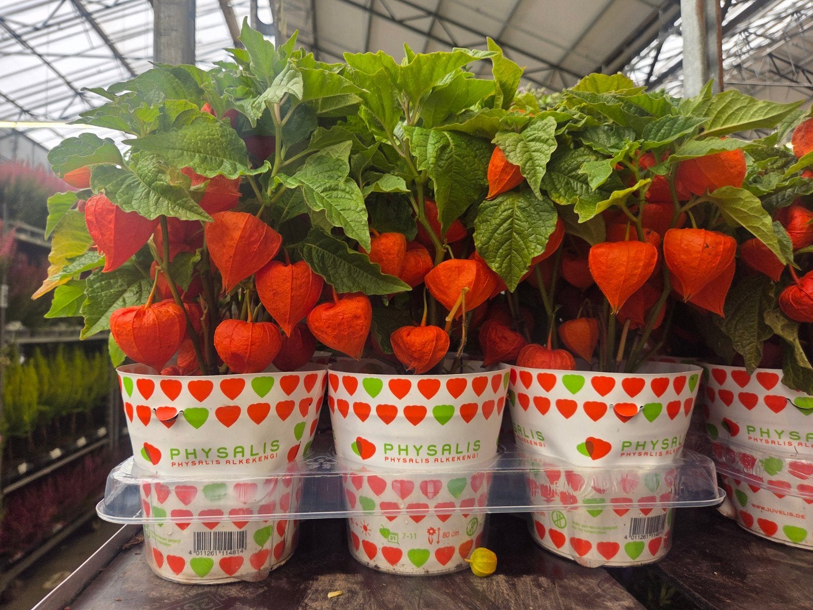 6 Physalis planten - rechtstreeks van de veiling, Tuin en Terras, Volle zon, Vaste plant, Zomer, Ophalen