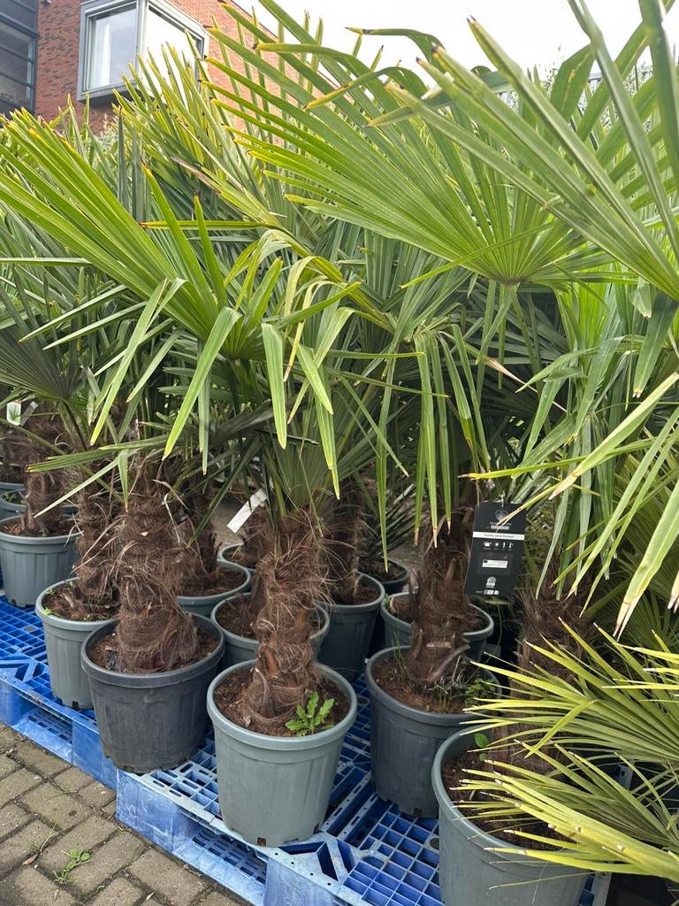 Trachycarpus fortunei palmbomen palmen, Tuin en Terras, Planten | Bomen, Ophalen of Verzenden