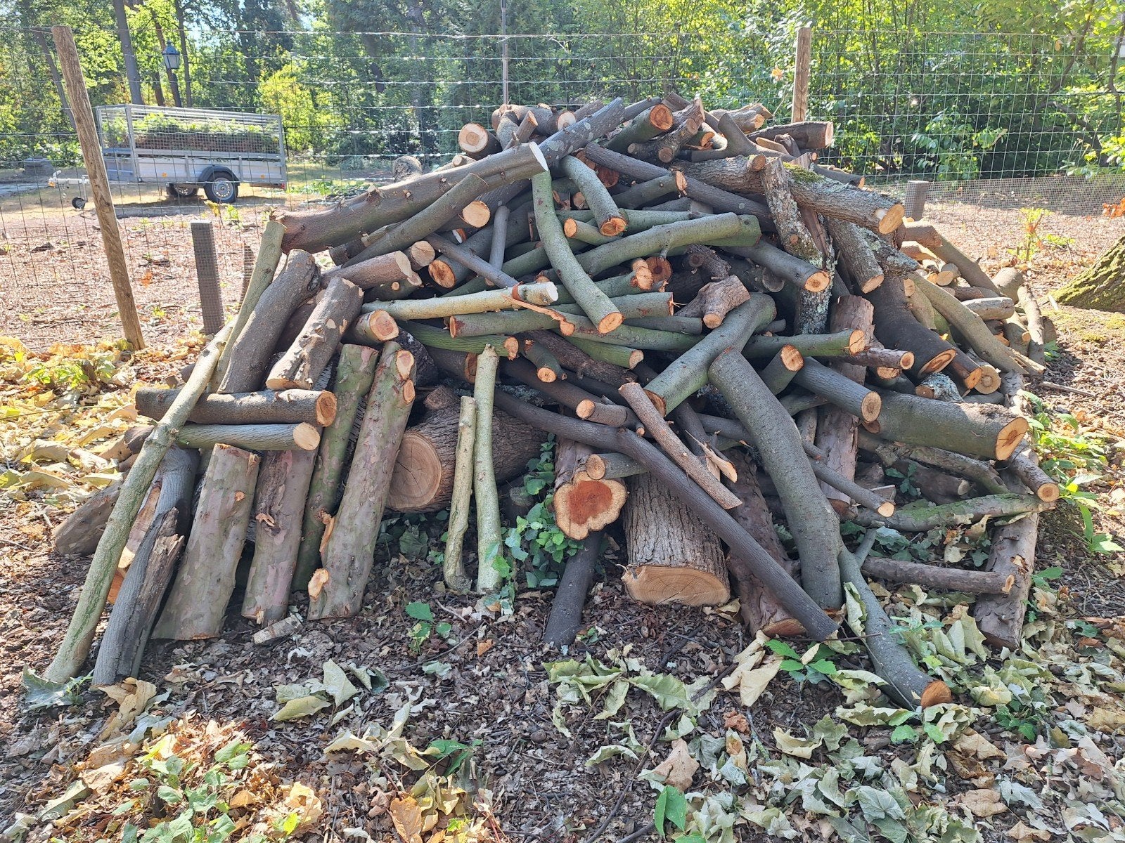 Haardhout, kachelhout diverse houtsoorten, 3 tot 6 m³, Ophalen, Overige houtsoorten, Takken
