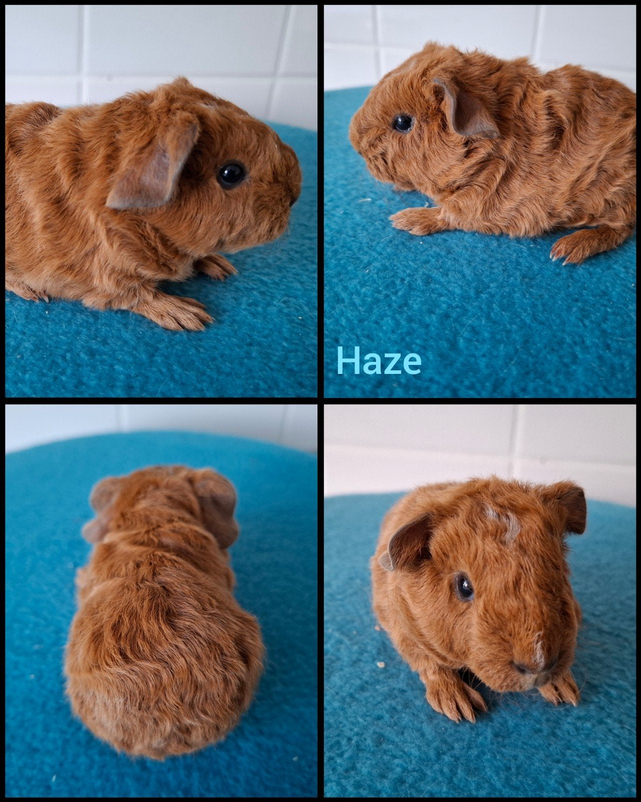Rood bont, mogelijk Californian, US teddy cavia beertje, Dieren en Toebehoren, Knaagdieren, Mei, Mannelijk, Cavia