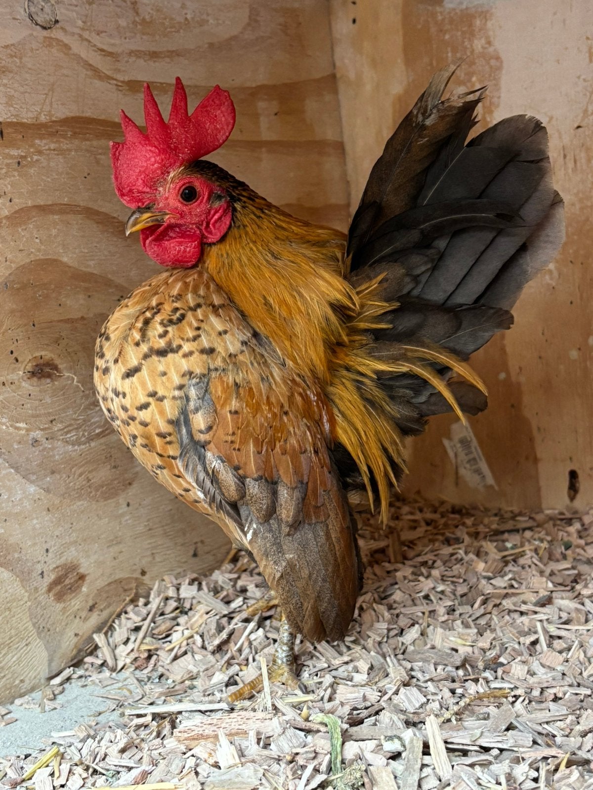 Serama ayam maleisisch haantje, Dieren en Toebehoren, Pluimvee, Mannelijk, Kip