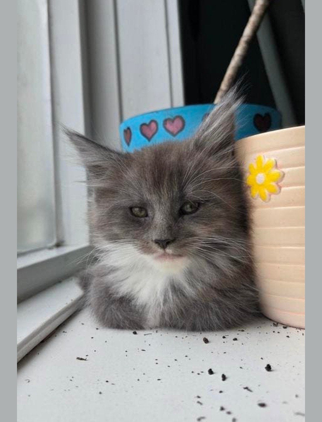 Lieve knuffel mainecoon katertje, Kater, Met stamboom